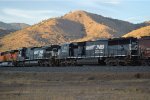 NS Horses at the Loop